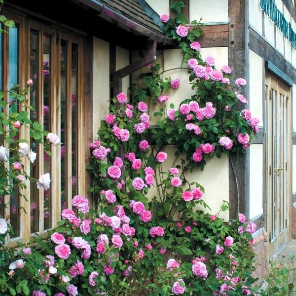 Spring Rose cut – cut and keep climbing roses | Interior Design Ideas ...