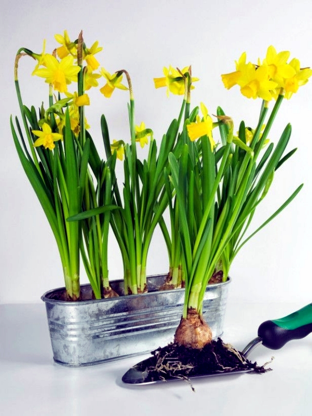 Advice on care of daffodils in the garden and potted flowers | Interior ...